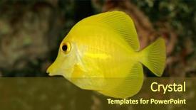 Presentation with underwater - PPT layouts consisting of underwater view of a yellow tang zebrasoma flavescens background and a tawny brown colored foreground