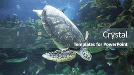  Presentation with fish turtle - Theme consisting of underwater-view-of-swimming-turtle background and a ocean colored foreground