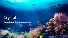  Presentation with coral - PPT theme featuring underwater view of the coral reef ecosystem life in tropical waters background and a ocean colored foreground