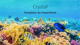  Presentation with coral - Audience pleasing presentation theme consisting of underwater view with tropical fish and coral reefs backdrop and a cyan colored foreground