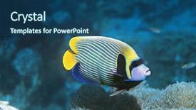  Presentation with fantasy angel - Slides enhanced with underwater world - angel fish background and a ocean colored foreground