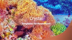  Presentation with marine life - Slide deck enhanced with underwater world - clown fish swimming in coral background and a coral colored foreground