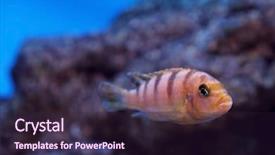  Presentation with fish aquarium - Colorful presentation design enhanced with underwater world - exotic fish backdrop and a wine colored foreground