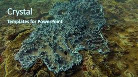  Presentation with tuna fish underwater in ocean - Theme with underwater world in an ocean background and a ocean colored foreground