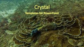  Presentation with tuna fish underwater in ocean - PPT layouts featuring underwater world in an ocean background and a tawny brown colored foreground