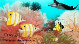  Presentation with fishes - Theme featuring underwater world with manta coral background and a red colored foreground