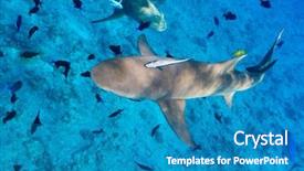  Presentation with ocean shark - Beautiful slide deck featuring underworld - lemon shark swims among fish backdrop and a  colored foreground