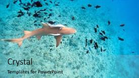  Presentation with ocean shark - Colorful slide deck enhanced with underworld - lemon shark swims among fish backdrop and a  colored foreground