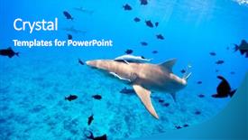  Presentation with ocean shark - PPT theme consisting of underworld - lemon shark swims through fish background and a  colored foreground