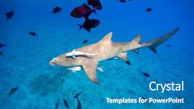  Presentation with ocean shark - Presentation theme featuring underworld - lemon shark swims through fish background and a teal colored foreground