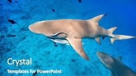  Presentation with sharks - Slide deck featuring underworld - lemon sharks swim among fish background and a teal colored foreground