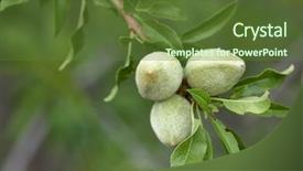  Presentation with unripe - PPT theme featuring undip - almonds tree branch with unripe background and a tawny brown colored foreground
