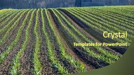  Presentation with plantation - Colorful slide set enhanced with undip - arable field of ripening garlic backdrop and a tawny brown colored foreground