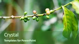  Presentation with unripe - Colorful theme enhanced with undip - branch of coffee tree backdrop and a forest green colored foreground