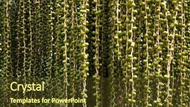  Presentation with date palm - Slides consisting of undip - bunch of growing dates fruits background and a tawny brown colored foreground