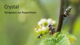  Presentation with unripe - PPT layouts consisting of undip - bush with bunch unripe redcurrants background and a  colored foreground