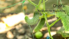  Presentation with unripe - Audience pleasing presentation theme consisting of undip - bush with unripe cucumber backdrop and a  colored foreground