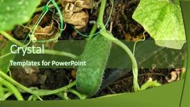  Presentation with unripe - Amazing PPT theme having undip - bush with unripe cucumber backdrop and a tawny brown colored foreground