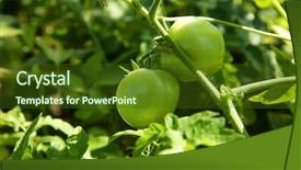  Presentation with unripe - Presentation theme enhanced with undip - bush with unripe tomatoes background and a  colored foreground