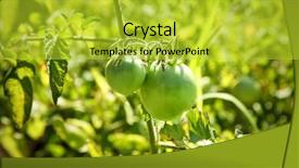  Presentation with unripe - PPT theme consisting of undip - bush with unripe tomatoes background and a  colored foreground