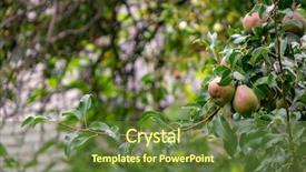  Presentation with eco friendly - Beautiful PPT layouts featuring undip - eco-friendly products unripe pears backdrop and a tawny brown colored foreground