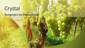  Presentation with grape vine wine grapes - Theme having undip - grapes background and a yellow colored foreground