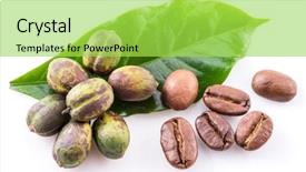  Presentation with green coffee beans - Audience pleasing PPT theme consisting of undip - green coffee beans roasted beans backdrop and a yellow colored foreground