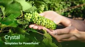  Presentation with unripe - Amazing slide deck having undip - man holding unripe grapes cluster backdrop and a tawny brown colored foreground