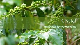  Presentation with unripe - PPT theme consisting of undip - organic coffee tree plantation background and a  colored foreground