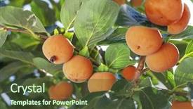  Presentation with green leaves - Amazing theme having undip - persimmon fruits among green persimmons backdrop and a tawny brown colored foreground