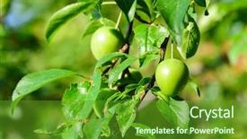  Presentation with unripe - Presentation design with undip - plum tree with unripe green background and a tawny brown colored foreground
