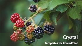  Presentation with growing - PPT theme enhanced with undip - red and black wild blackberries background and a tawny brown colored foreground