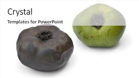  Presentation with unripe - Cool new theme with undip - ripe and unripe black sapote backdrop and a  colored foreground