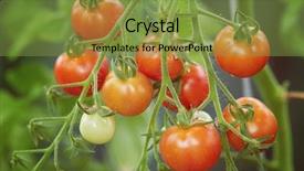  Presentation with unripe - PPT theme enhanced with undip - ripe and unripe tomatoes background and a tawny brown colored foreground