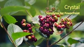  Presentation with unripe - Beautiful PPT layouts featuring undip - unripe aronia berries aronia melanocarpa backdrop and a tawny brown colored foreground