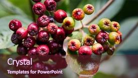  Presentation with unripe - Colorful PPT theme enhanced with undip - unripe aronia berries aronia melanocarpa backdrop and a tawny brown colored foreground