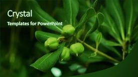  Presentation with unripe - Cool new slide set with undip - unripe fruits on branch backdrop and a tawny brown colored foreground