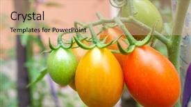  Presentation with unripe - Slide deck with undip - unripe organic tomatoes on branch background and a coral colored foreground