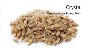  Presentation with unripe - Slide deck consisting of undip - unripe spelt wheat isolated background and a white colored foreground