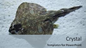  Presentation with underwater wild nature sea life - Audience pleasing presentation theme consisting of undulate ray raja undulata wild backdrop and a light blue colored foreground