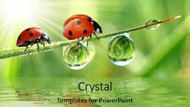  Presentation with dew - PPT theme having undulation - fresh morning dew and ladybird background and a yellow colored foreground
