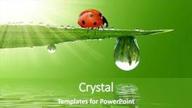  Presentation with morning show - PPT theme consisting of undulation - fresh morning dew and ladybird background and a shamrock green colored foreground