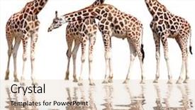  Presentation with 3d isolated t rex head - Cool new slides with undulation - giraffes isolated backdrop and a lemonade colored foreground