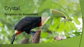  Presentation with tropical - PPT layouts consisting of undulation - great hornbill in rainforest background and a  colored foreground