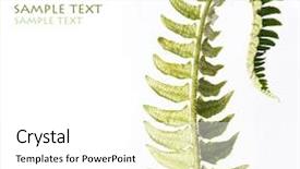  Presentation with fern - Colorful theme enhanced with unfolding fern leaf against white background backdrop and a white colored foreground
