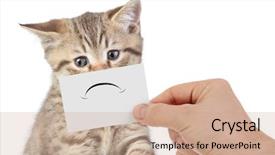  Presentation with young grey maine coon cat - Audience pleasing slide deck consisting of unhappiness - funny unhappy young cat portrait backdrop and a coral colored foreground