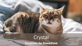  Presentation with fat - Cool new slides with unhappy-fat-tabby-cat-look backdrop and a tawny brown colored foreground