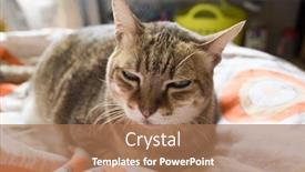  Presentation with fat - Presentation theme with unhappy-fat-tabby-cat-look background and a coral colored foreground