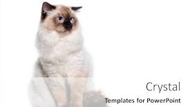  Presentation with area - Presentation having unhappy-seal-point-ragdoll-cat background and a white colored foreground