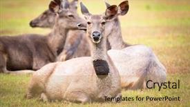  Presentation with sambar - Presentation featuring unicolor - females of the sambar deers background and a coral colored foreground